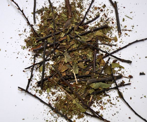 Sweet Gale (Bog Myrtle)